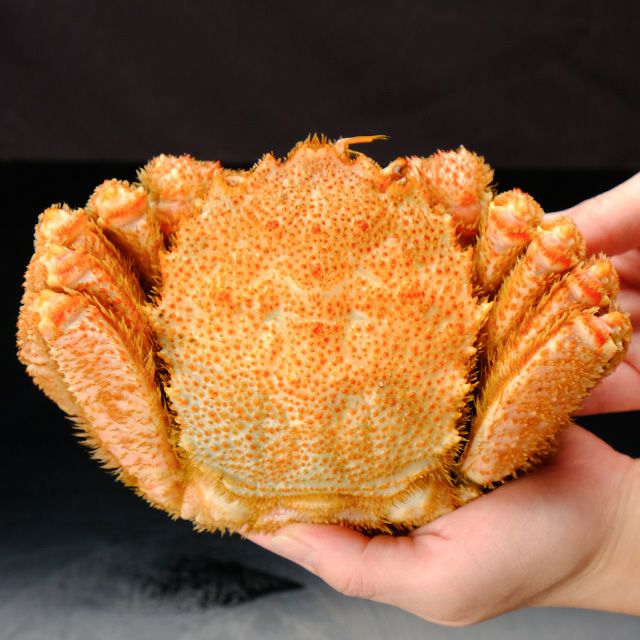 枝幸産毛ガニ姿650g前後＜ボイル冷凍＞