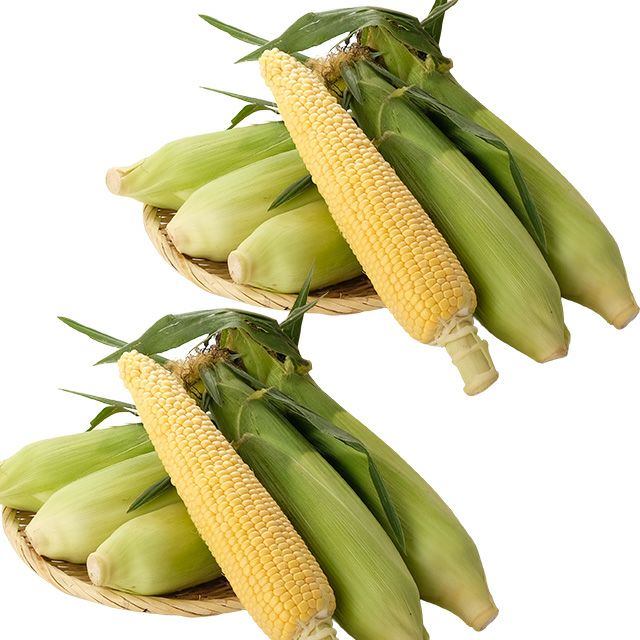 北海道産有機栽培とうもろこし12本入