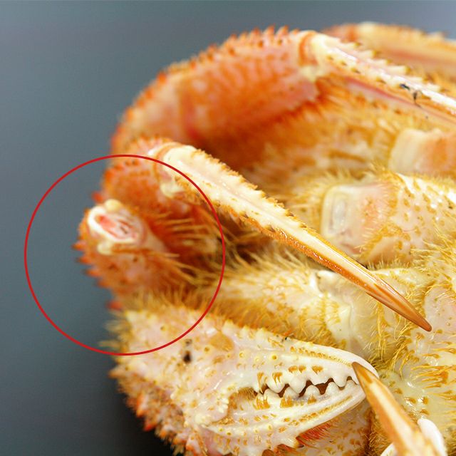 【セール】北海道産毛ガニ×2尾で1.2kg前後セット＜ボイル冷凍＞